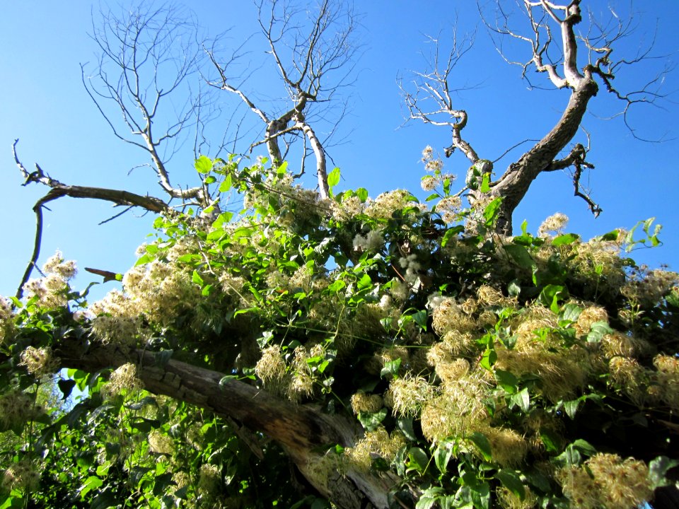 20120906Waldrebe_Rheinhausen4