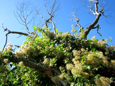 20120906Waldrebe_Rheinhausen4