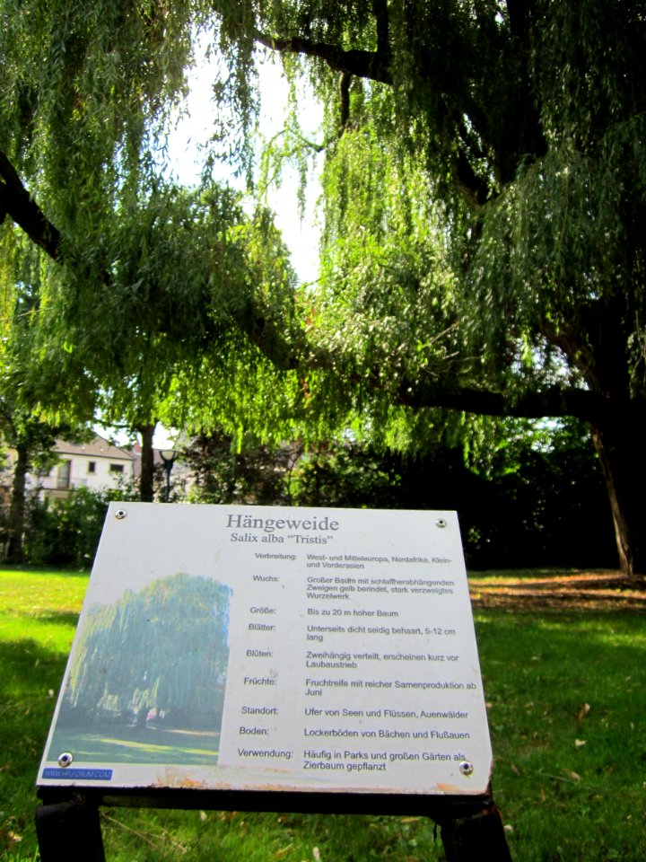 20120905Trauerweide_Hockenheim8