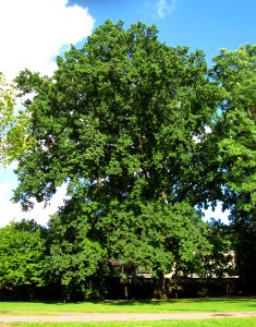 20120826Eiche_Staden