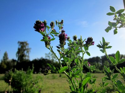 20120906Medicago_×_varia3