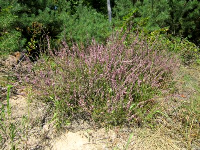 20120819Schwetzinger_Hardt06