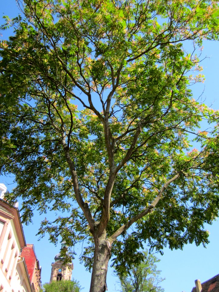20120823Goetterbaum_Saarbruecken2