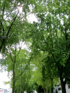 20120828Bismarckstr_Saarbruecken1