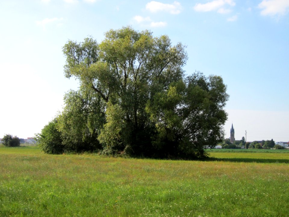 20120904Salix_alba12