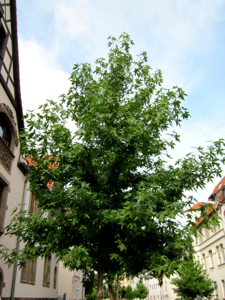 20120824Liquidambar_styraciflua1