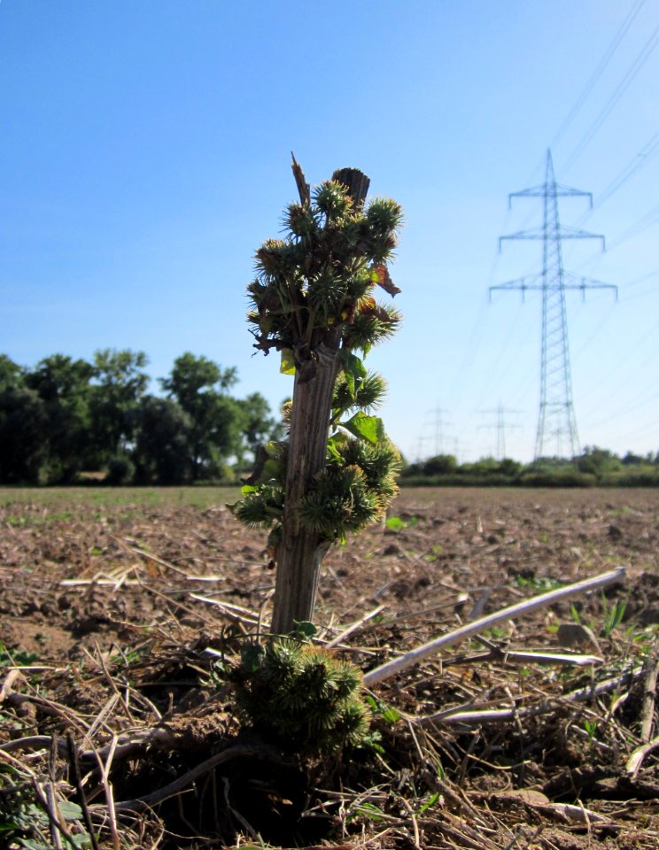 20120906Grosse_Klette_Altlussheim
