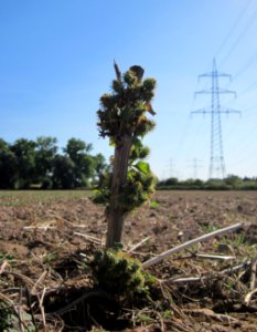 20120906Grosse_Klette_Altlussheim