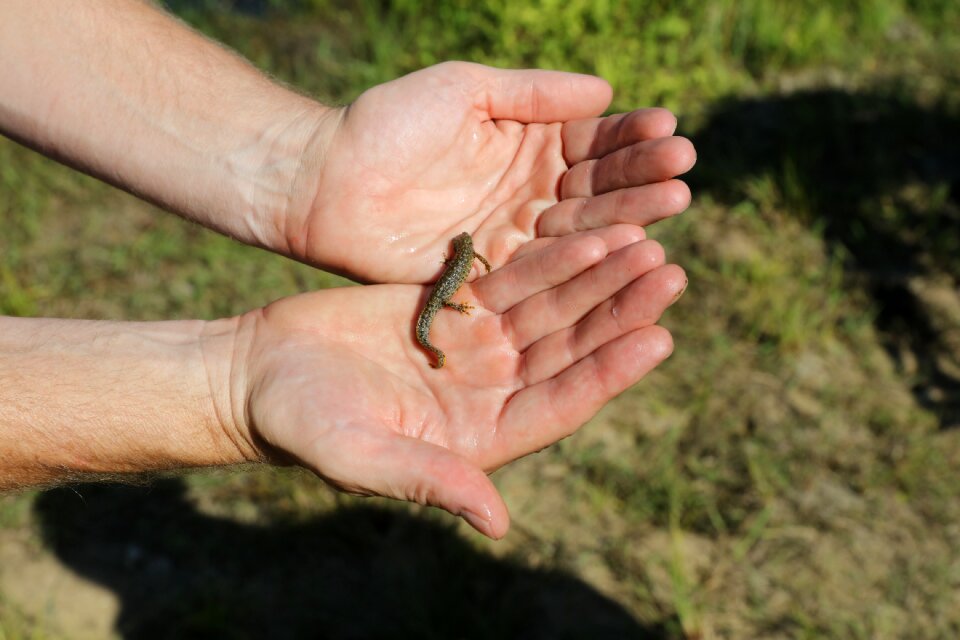 Reptile hands lizard