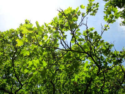 20120821Ahorn_Friedhof_Hockenheim7