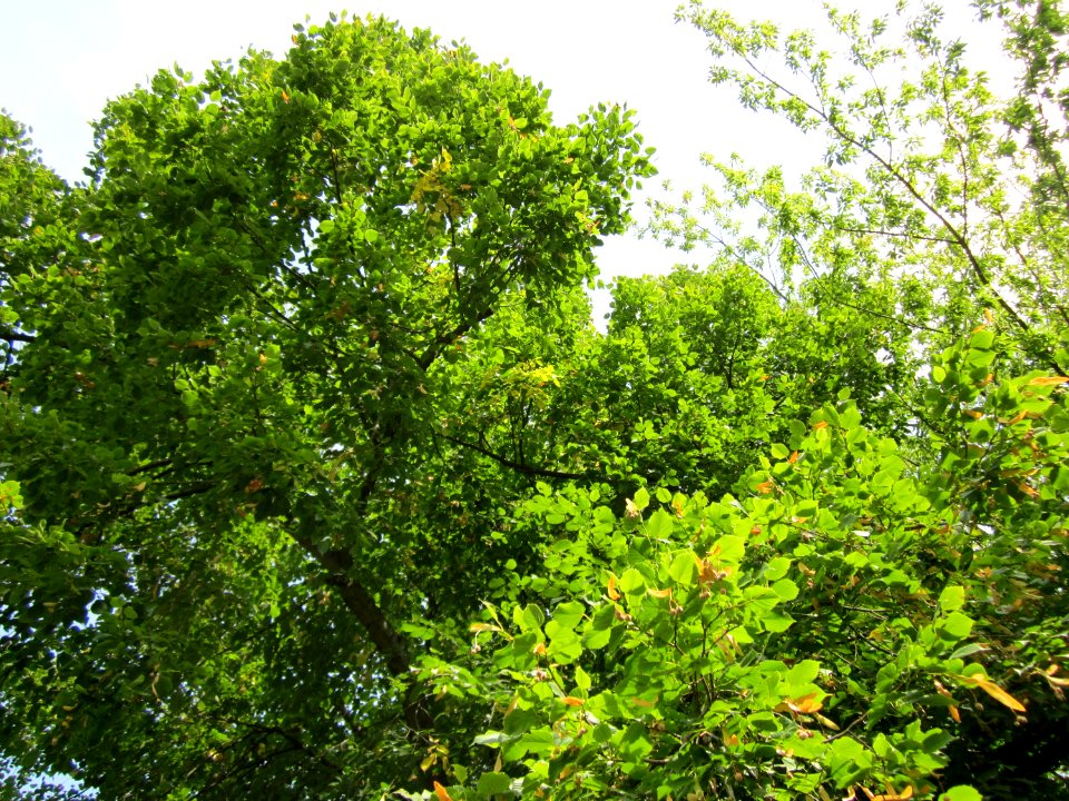 20120821Linde_Friedhof_Hockenheim3