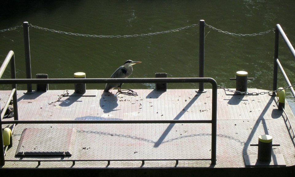 20120826Bootsanleger_Staden1