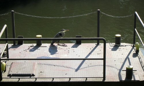 20120826Bootsanleger_Staden1