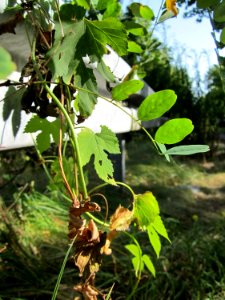 20120819Schwetzinger_Hardt39