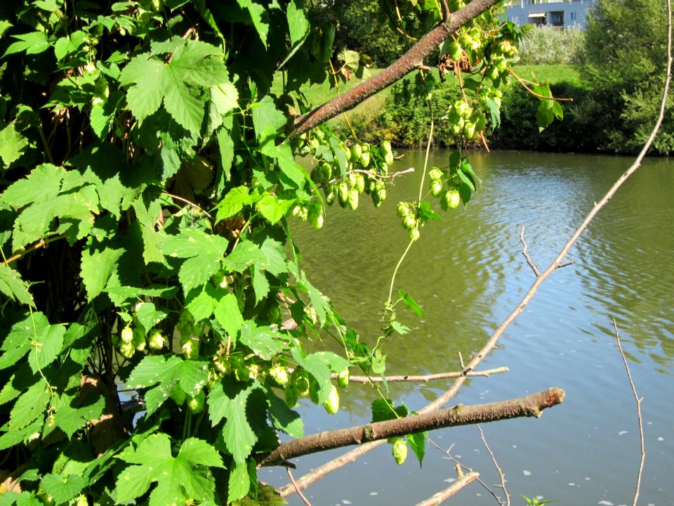 20120827Hopfen_Saarbruecken1