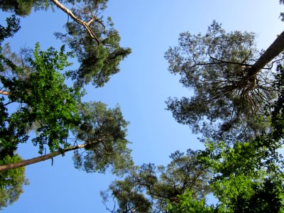 20120819Schwetzinger_Hardt11