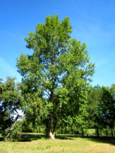 20120827Pappel_Saarbruecken