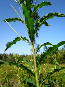 20120819Schwetzinger_Hardt20