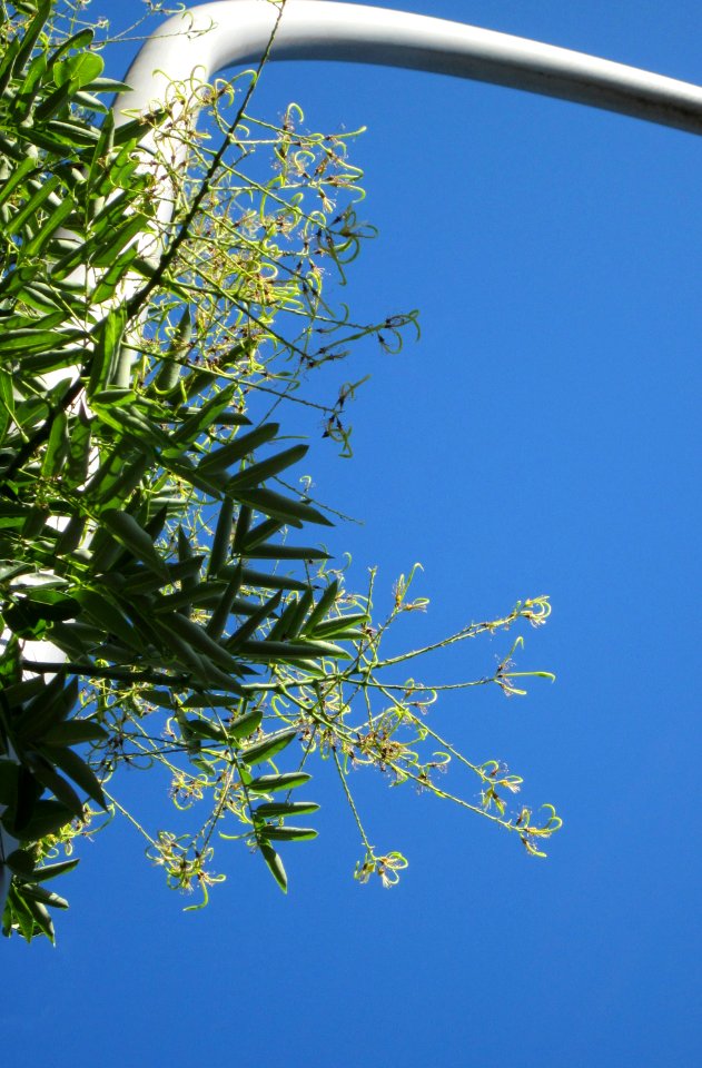 20120827Japanischer_Schnurbaum_Saarbruecken3