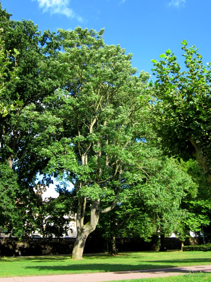 20120826Goetterbaum_Staden1