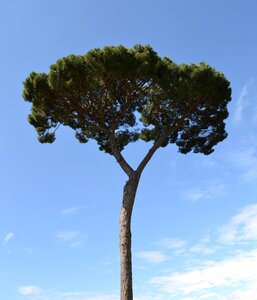 Tree mediterranean blue sky