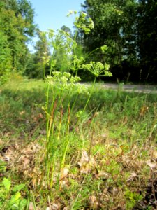 20120819Schwetzinger_Hardt29