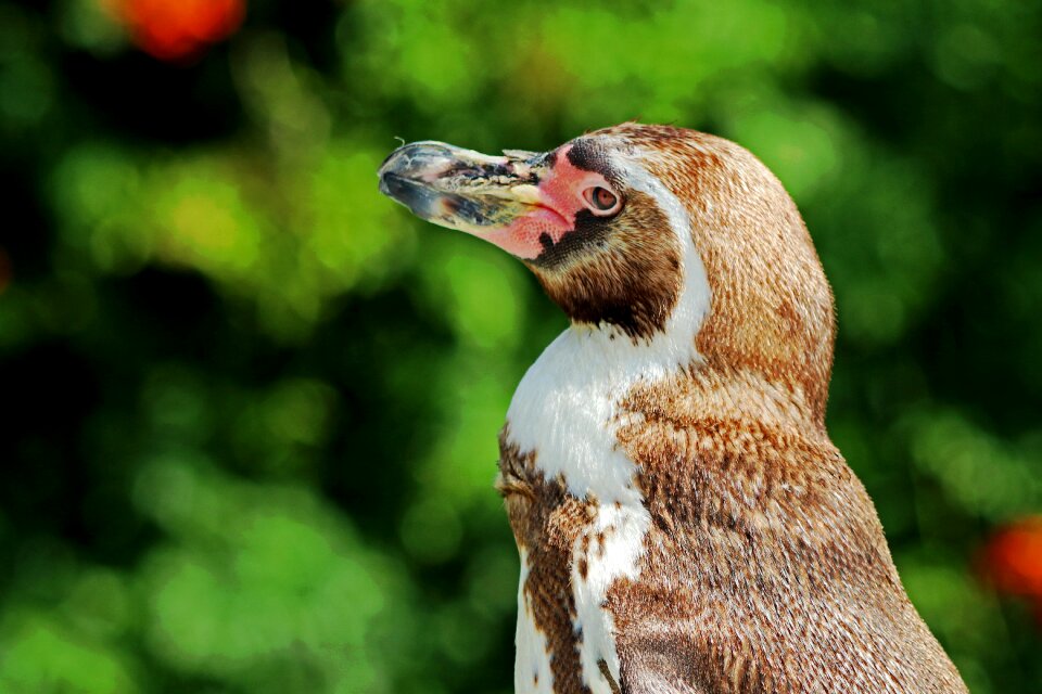 Bird animal world water bird