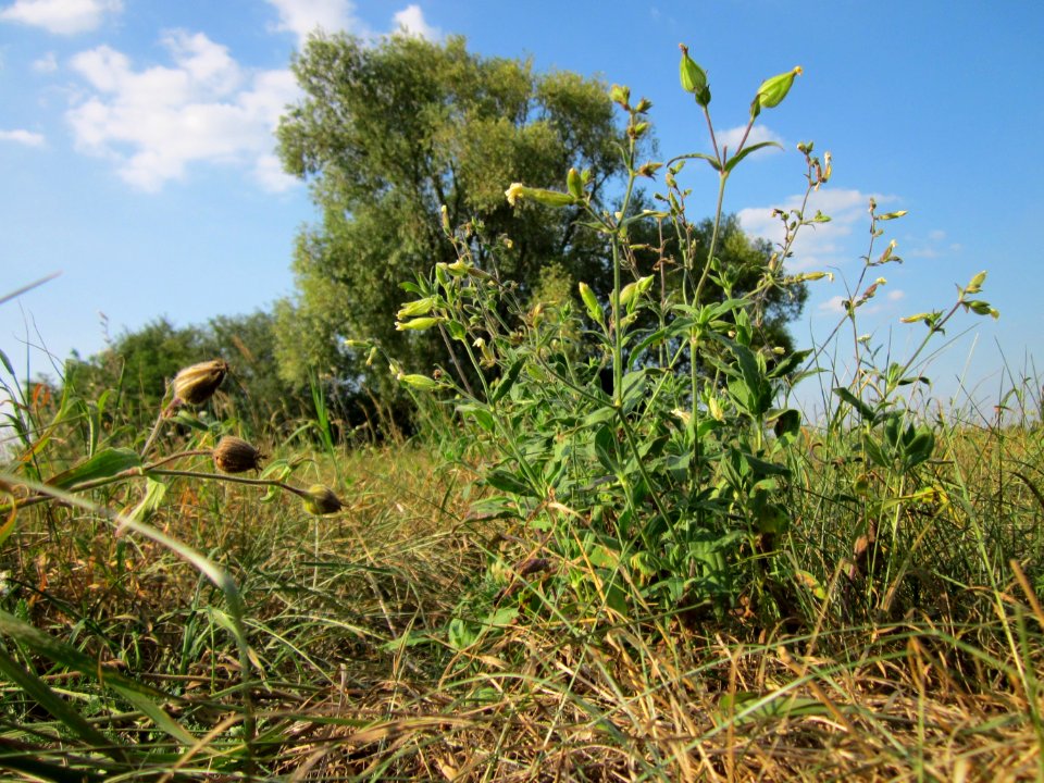 20120904Silene_latifolia1