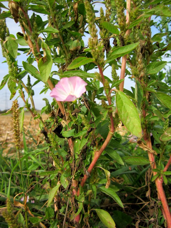 20120920Convolvulus_arvensis4