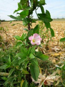 20120920Convolvulus_arvensis1