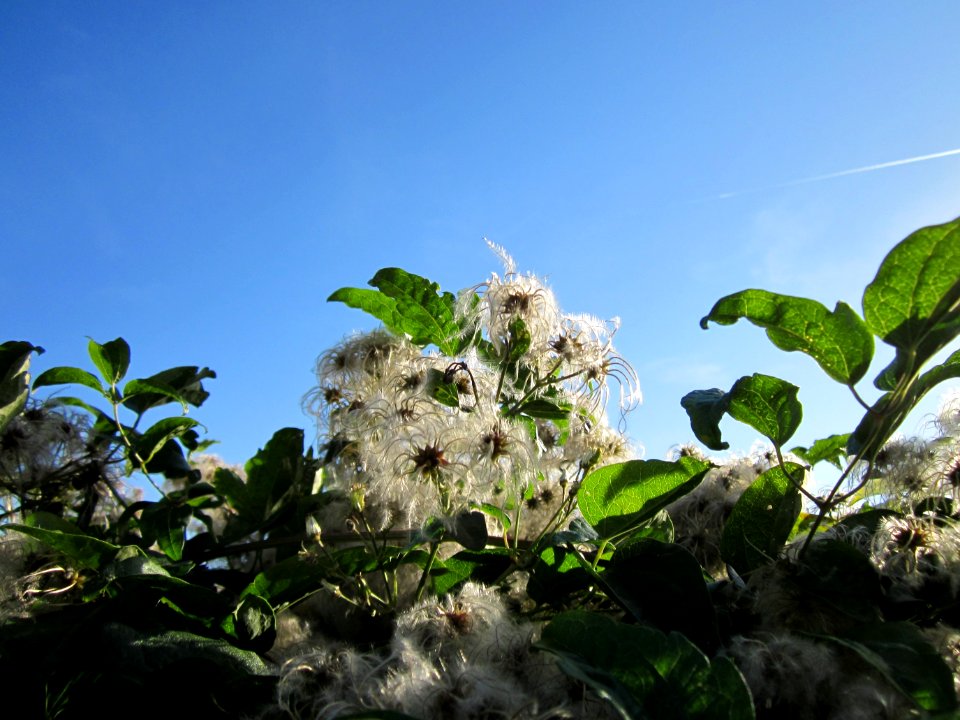 20120906Waldrebe_Altlussheim1