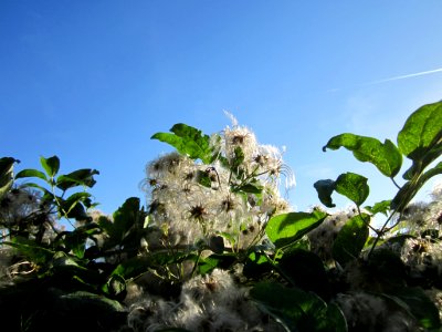20120906Waldrebe_Altlussheim1