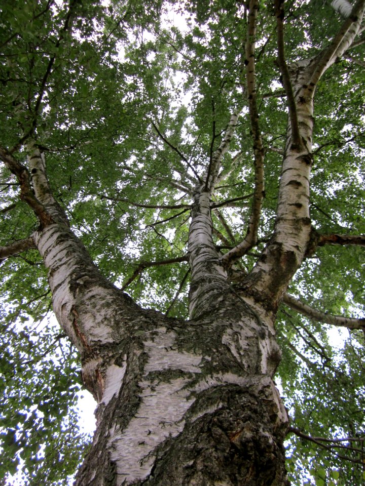 20120828Birke_Staden