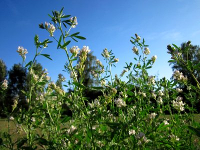 20120906Medicago_×_varia6