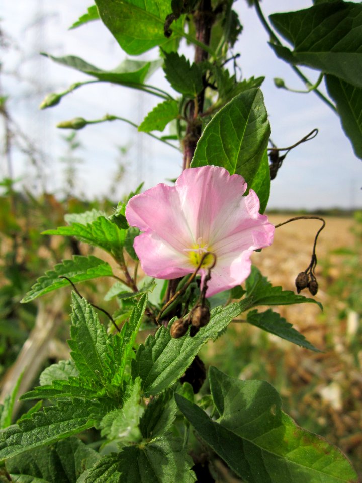 20120920Convolvulus_arvensis5