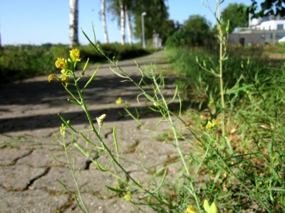 20120819Rauke_Ketsch1