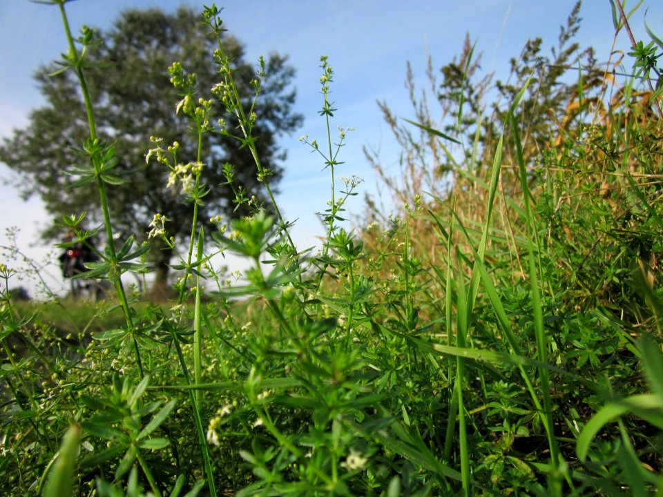 20120920Galium_mollugo5