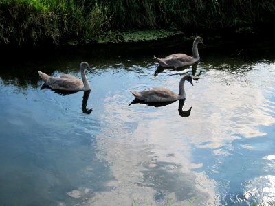 20120904Schwaene_Reilingen3