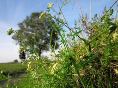 20120920Galium_mollugo6