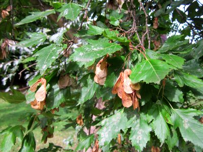 20120828Ahorn_Saar_Saarbruecken2
