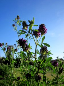 20120906Medicago_×_varia2