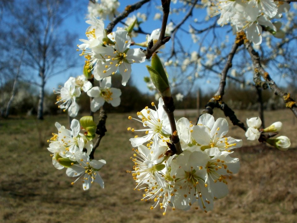 20120401Apfelbluete_Hockenheim3