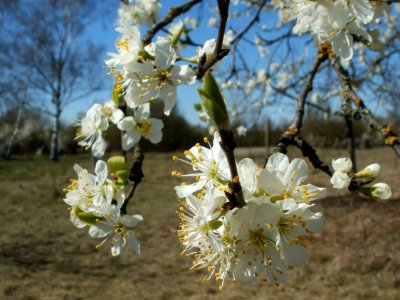 20120401Apfelbluete_Hockenheim3