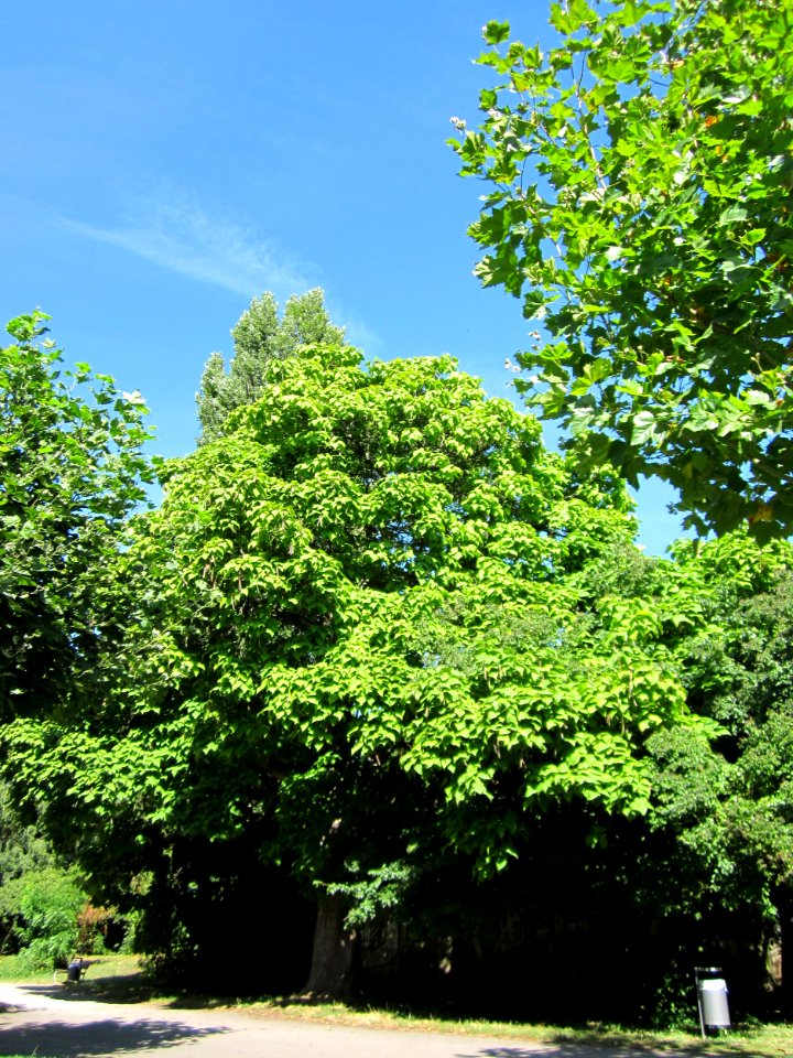 20120827Trompetenbaum_Saarbruecken