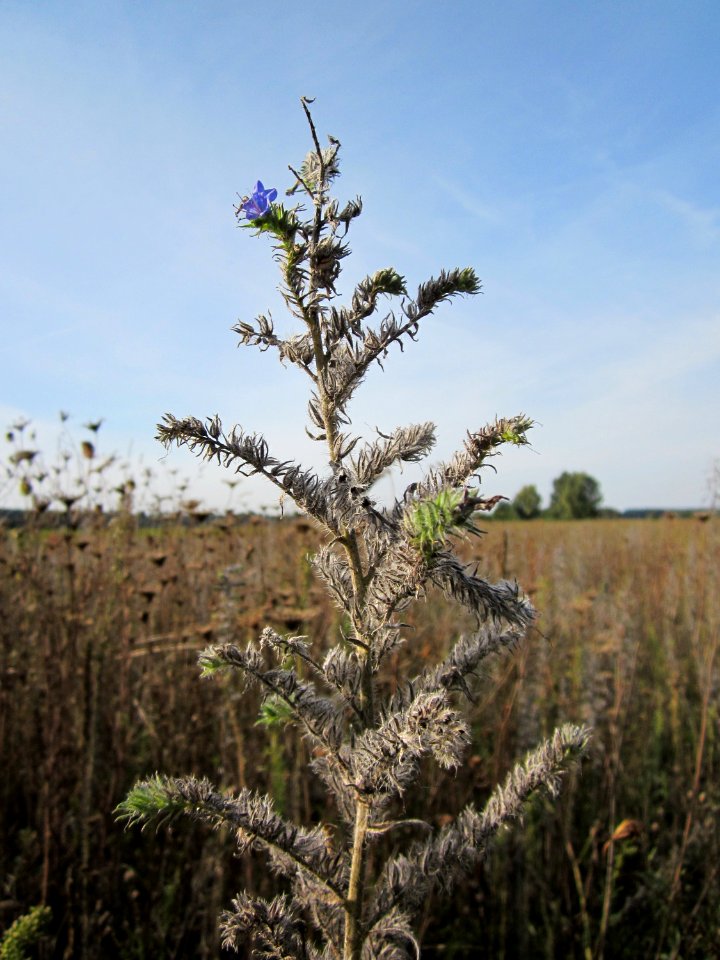 20120920Natternkopf_Hockenheim4