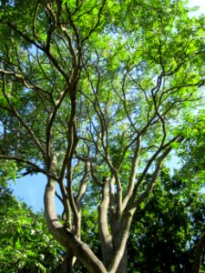 20120827Goetterbaum_Saarbruecken1 photo