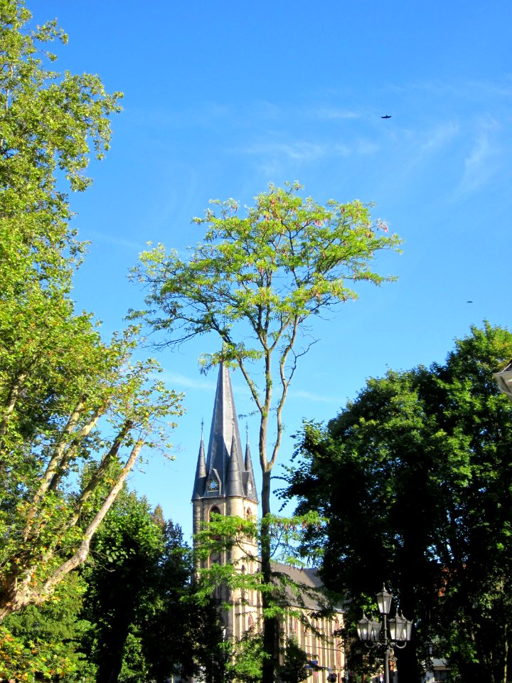 20120827Gleditsia_triacanthos1