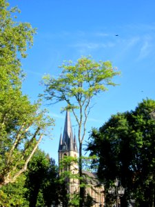 20120827Gleditsia_triacanthos1