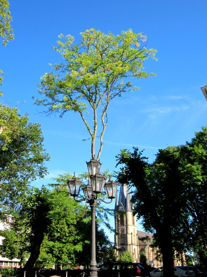 20120827Gleditsia_triacanthos2