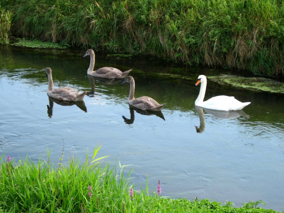 20120904Schwaene_Reilingen2